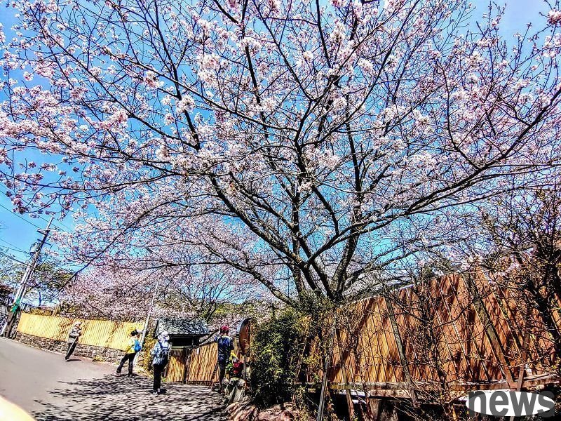 內厝溪櫻木花廊
<br />圖片提供／銀髮一起玩  